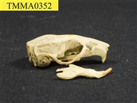 藏品(家鼠屬頭骨)的圖片